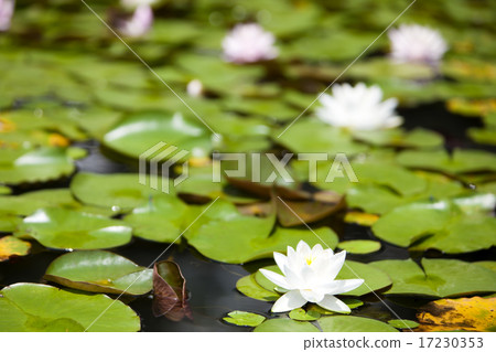 flower world_229 flower world_229 17230353