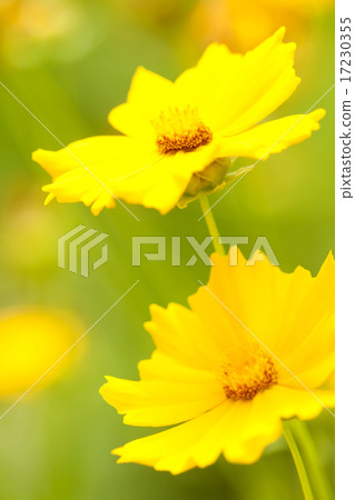 flower world_167 flower world_167 17230355