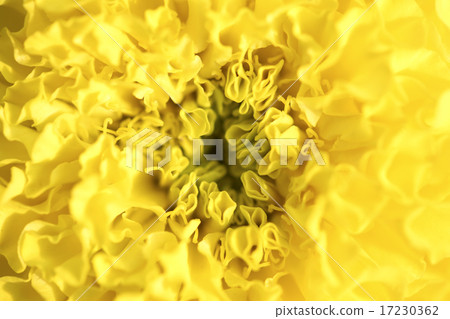 flower world_181 flower world_181 17230362