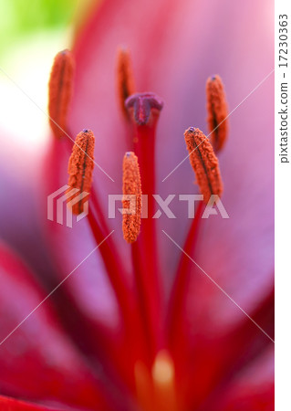 flower world_214 flower world_214 17230363