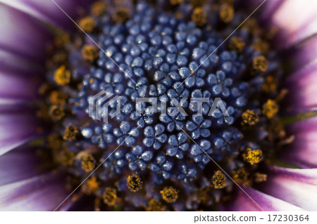 flower world_187 flower world_187 17230364
