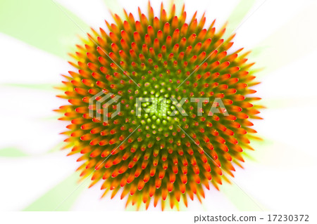flower world_211 flower world_211 17230372