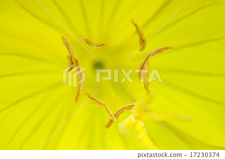 flower world_213 flower world_213 17230374