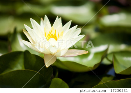 flower world_219 flower world_219 17230381