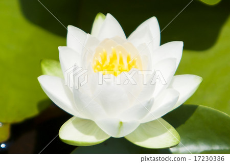 flower world_226 flower world_226 17230386
