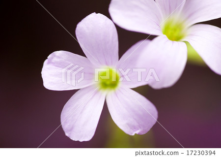 flower world_235 17230394