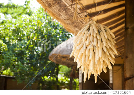[PHO186] Tradition II_107 17231664