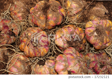Lily bulb flavia Lily bulb flavia 17232121