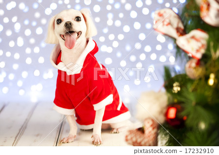 [PHO199] Christmas 007 17232910
