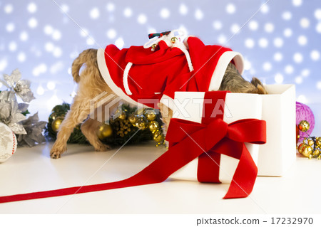 [PHO199] Christmas 061 17232970