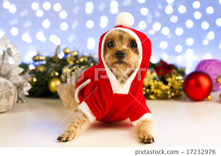 [PHO199] Christmas 067 17232976