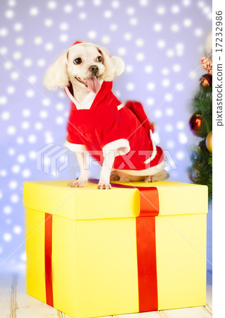 [PHO199] Christmas 077 17232986