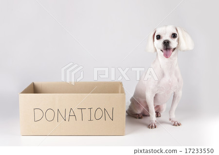 [PHO202] donation 113 17233550