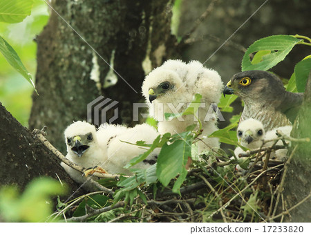 綱吉的小雞 17233820