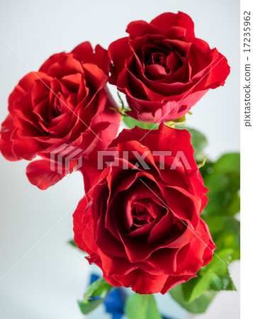 three dark red roses isolated on white background three dark red roses isolated on white background 17235962