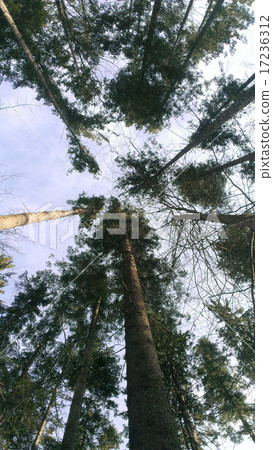 Trees in a forest Trees in a forest 17236312