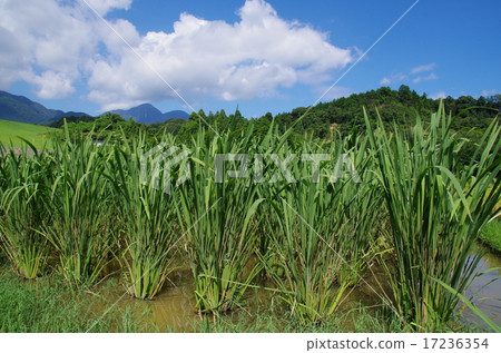 紺野町的Makomo 17236354