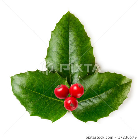 Holly leaves 17236579