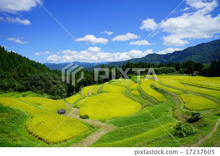 Uezan Rice露台 17237605