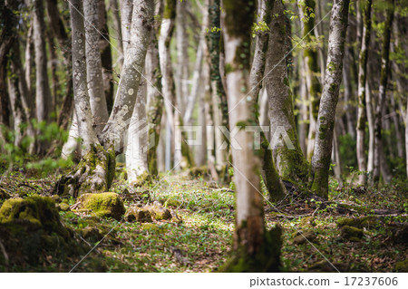 Forest landscape with mossy tree Forest landscape with mossy tree 17237606