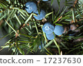Berries of juniper. Shallow depth of field 17237630
