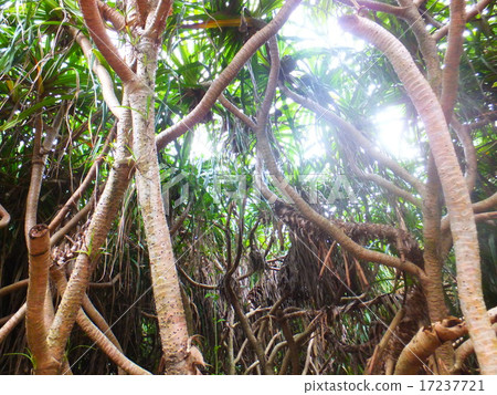 Tropical country 17237721