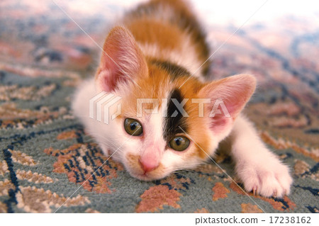Mika kitten 17238162