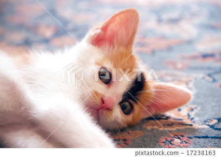 Mika kitten 17238163