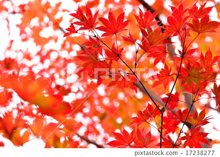 Autumn leaves 17238277