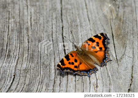 遺傳的馬 17238325