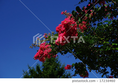 Flower of crape mybs 17238460