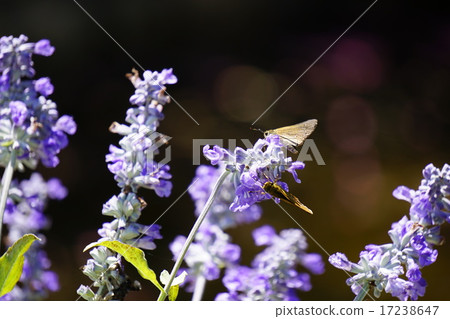 Hemp butterflies　 17238647