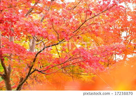 Autumn leaves Autumn leaves 17238870