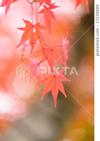 Autumn leaves 17238889
