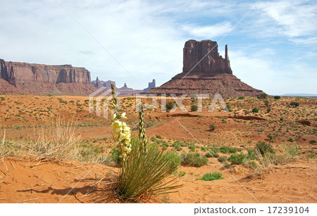 Yucca and Monument Valley 17239104