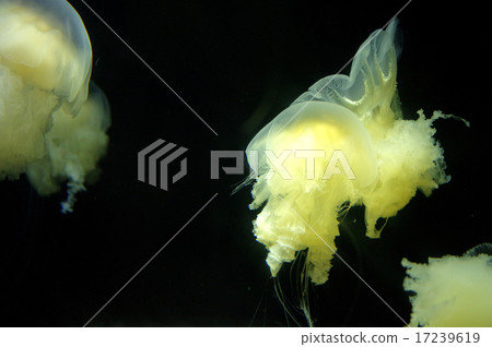 Yuurei jellyfish Yuurei jellyfish 17239619