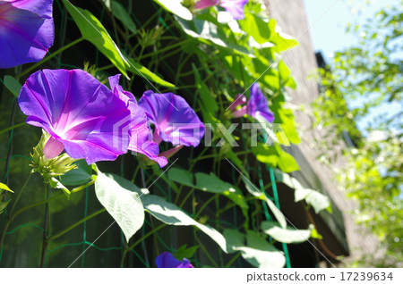 牽牛花綠色帷幕 17239634