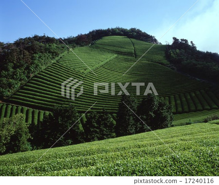 Tea plantation 17240116
