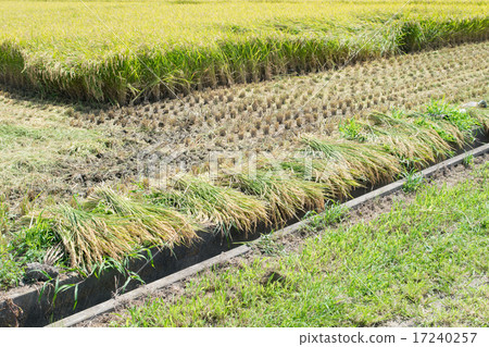 Rice reaping of 'Akidakomachi' 3 - Stock Photo [17240257] - PIXTA