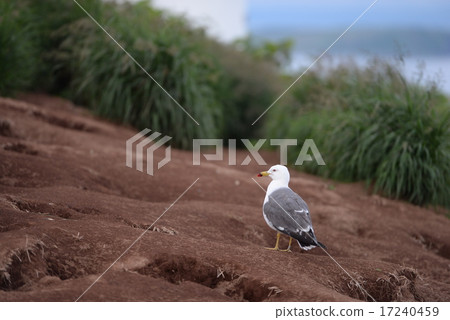 Hokkaido Tianjima Island The Umineko waiting in front of the nest of Utou 17240459