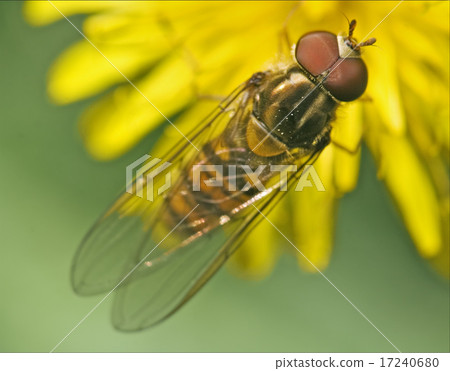 eristalis on white yellow flower eristalis on white yellow flower 17240680
