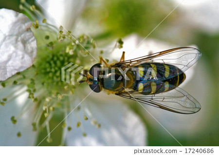fly diptera syrphidae volucella 17240686