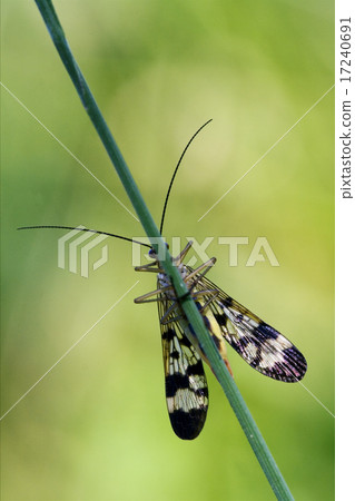 front   wild fly Fly Panorpa 17240691