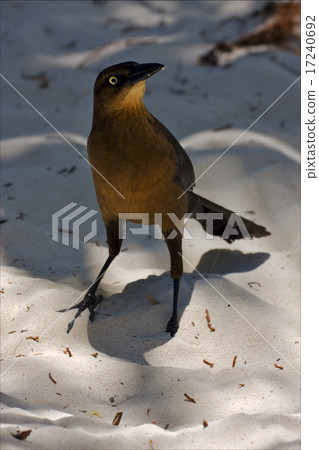 front of sparrow whit gold 17240692