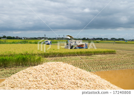 “秋田町”收穫4 “秋田町”收穫4 17240808