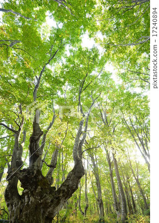 Dynamically anomalous beech big tree Akko King Akita prefecture Nakaho-shi Dynamically anomalous beech big tree Akko King Akita prefecture Nakaho-shi 17240894