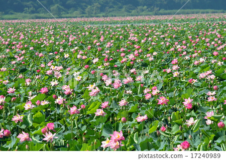 蓮花在盛開的伊豆numa 蓮花在盛開的伊豆numa 17240989