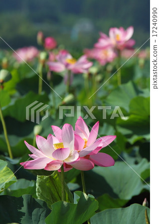 蓮花在盛開的伊豆numa 蓮花在盛開的伊豆numa 17240990