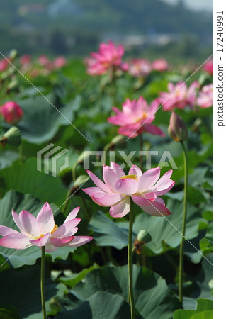 蓮花在盛開的伊豆numa 17240991