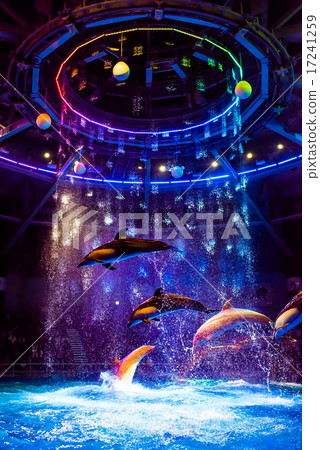 Epson Aquapark Shinagawa Dolphin Performance 17241259